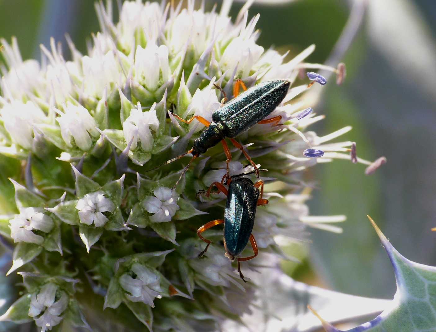 Oedemera sarda: Stenostoma rostratum rostratum